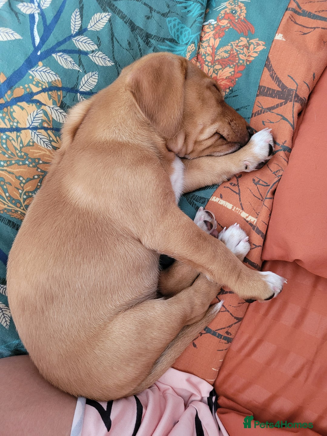 Mixed Breed dogs for sale: Beautiful bella - Image 5
