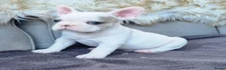 French Bulldog dogs for sale: Blue eyed White French Bulldogs - Advert 8
