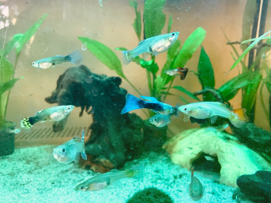 Live Bearers fish for sale: Mixed guppies - Image 13