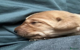 Labrador Retriever dogs for sale: Beautiful Labrador Retriever puppies - Image 13