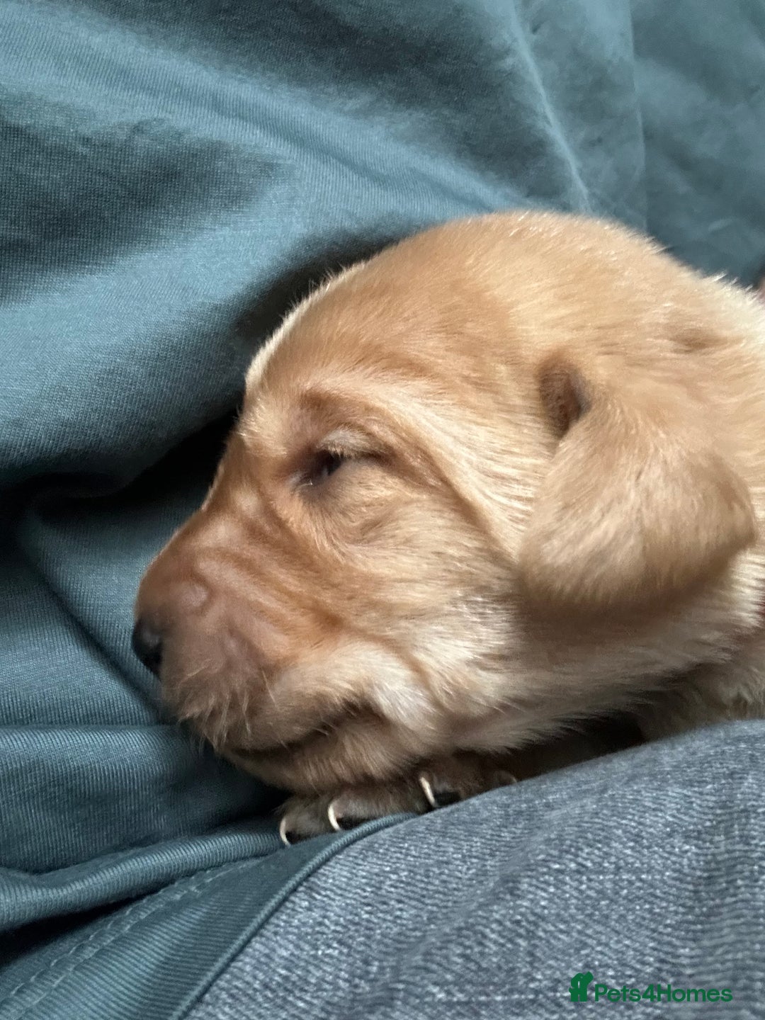 Labrador Retriever dogs for sale: Beautiful Labrador Retriever puppies - Image 13