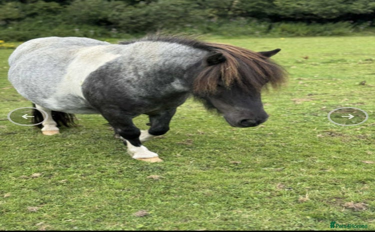 Shetland pony horses - Advert 1