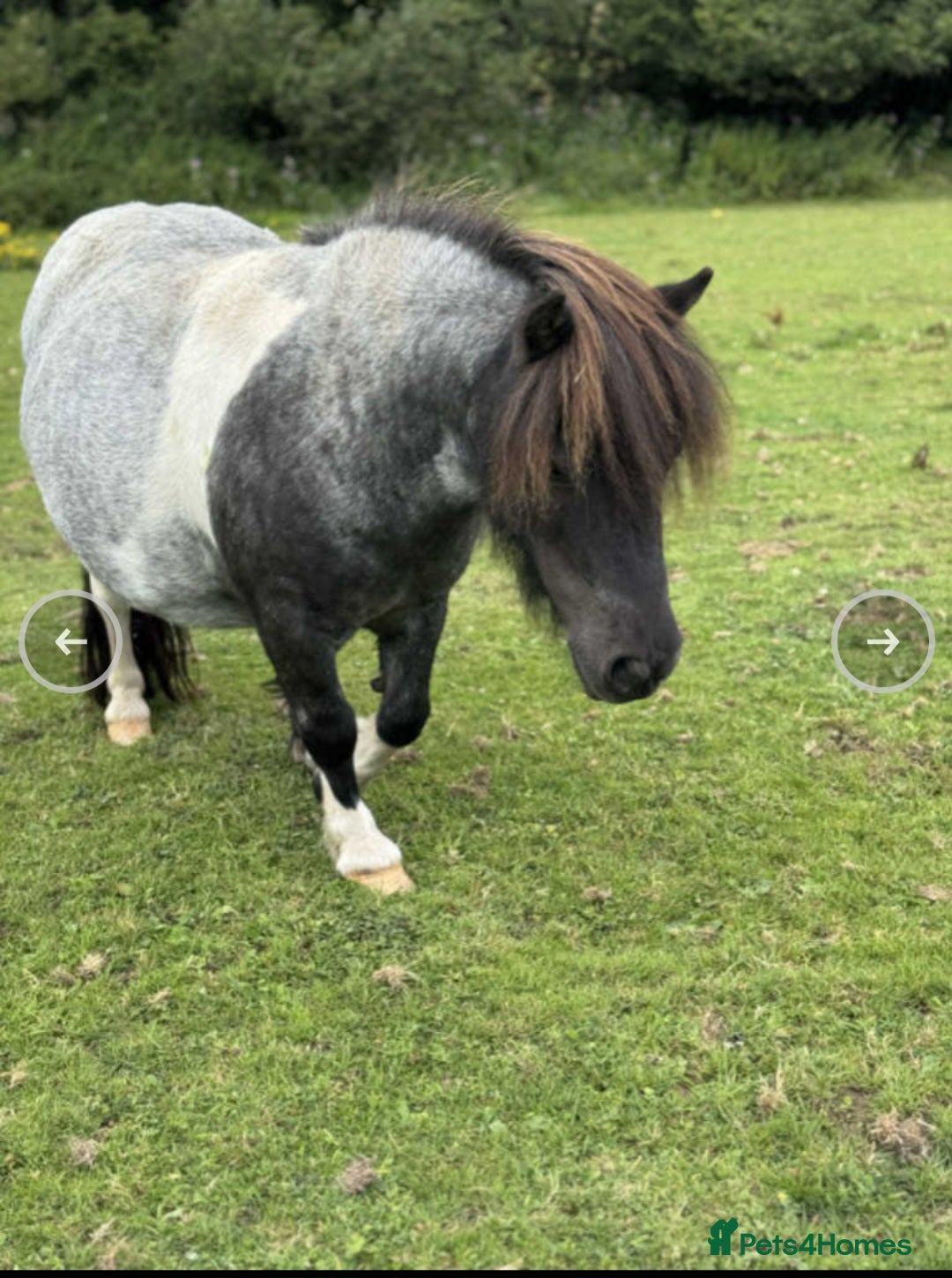 Shetland pony horses for sale: Miniature shetland  - Image 1