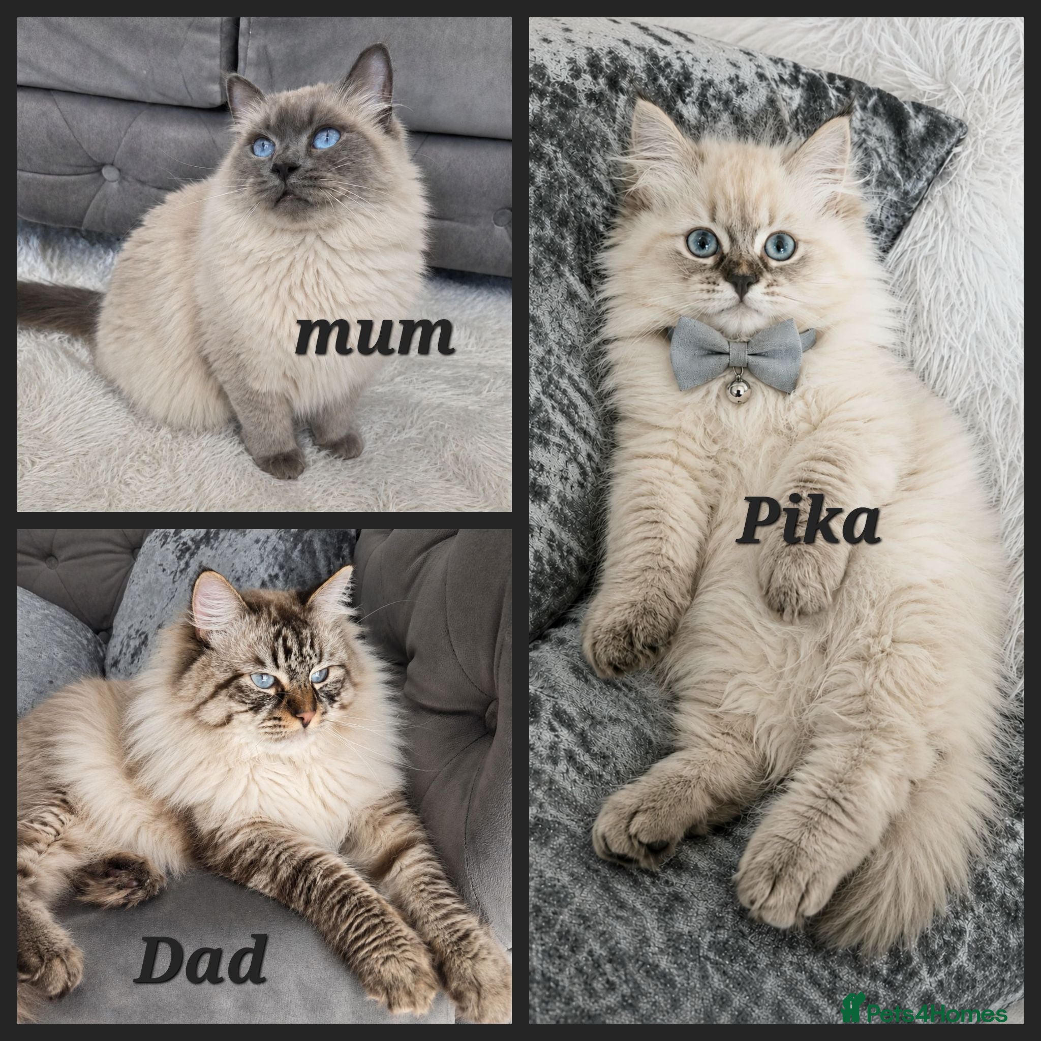 Siberian cats GCCF neva Champion bloodlines siberians - Advert 1