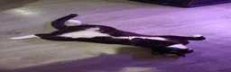 British Shorthair cats for sale: Timmy the Tuxedo tom  - Advert 8