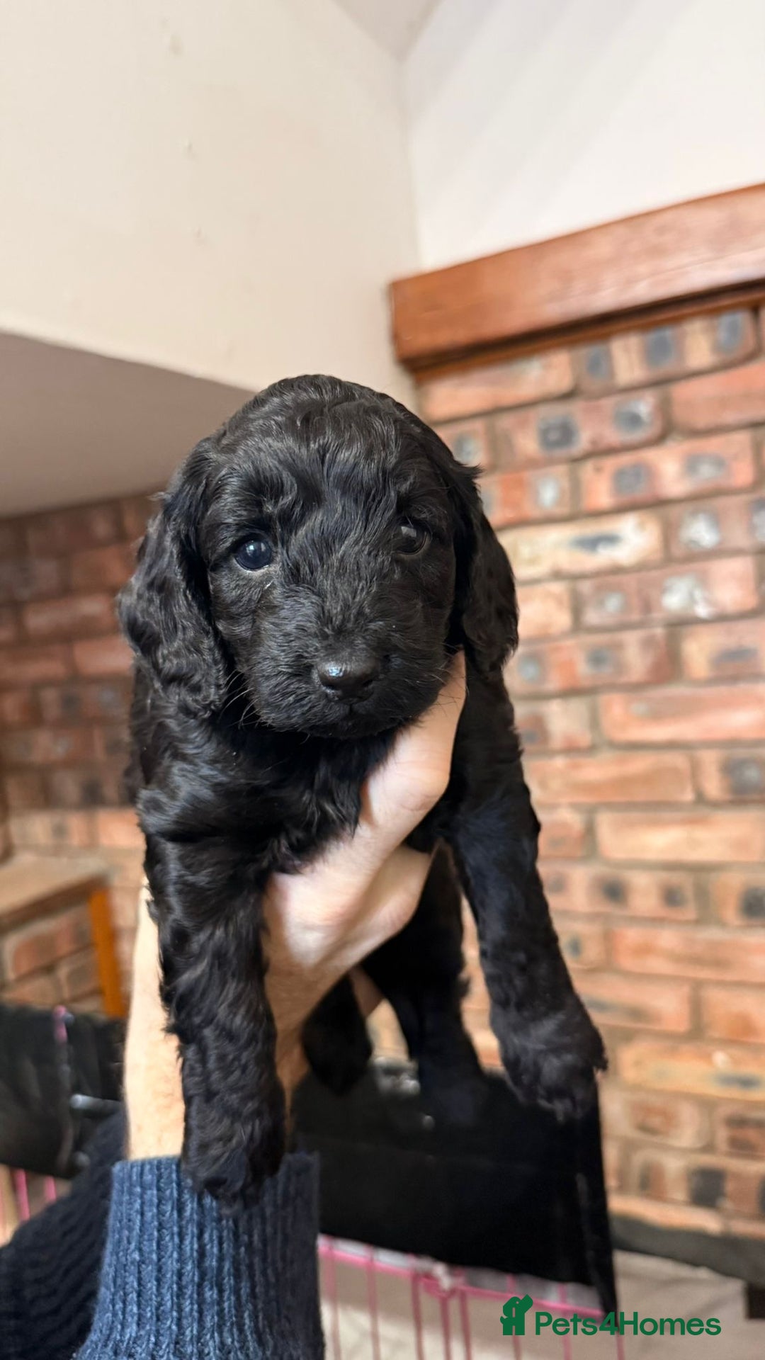 Cockapoo dogs for sale: 🐾 Cockapoo Puppies 🐾  - Advert 6