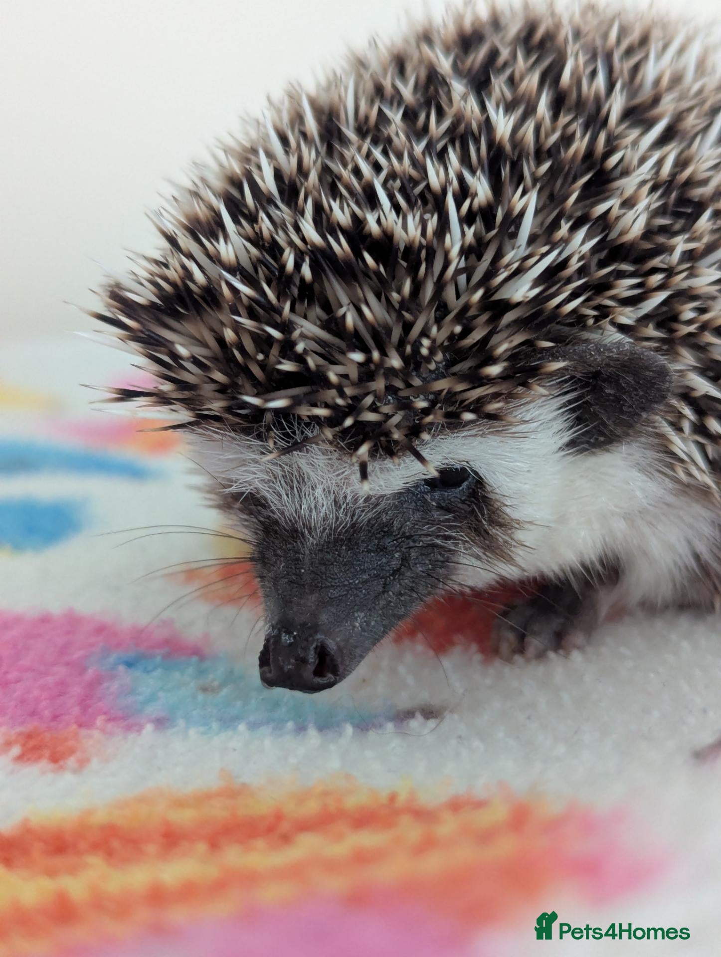Pygmy Hedgehog rodents 10 Week Old Baby Hoglets only £190!!!! - Advert 2
