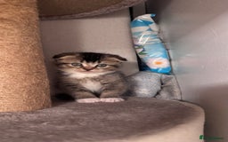 Scottish Fold cats for sale: Scottish fold X Scottish straight  - Advert 11