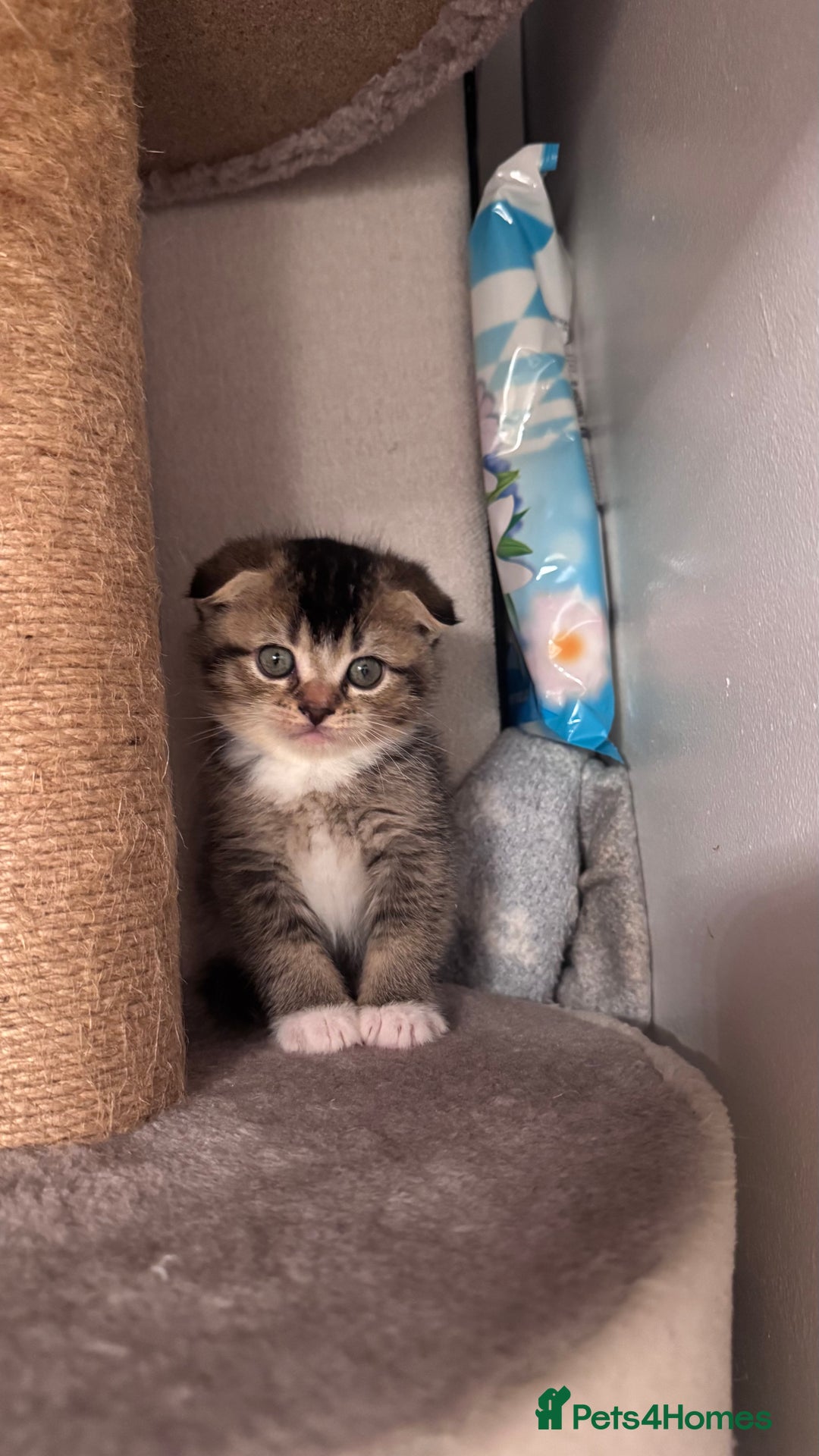 Scottish Fold cats for sale: Scottish fold X Scottish straight  - Advert 11