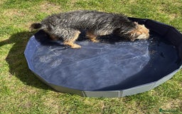 Border Terrier dogs for sale: Border Terrier puppies - Image 6