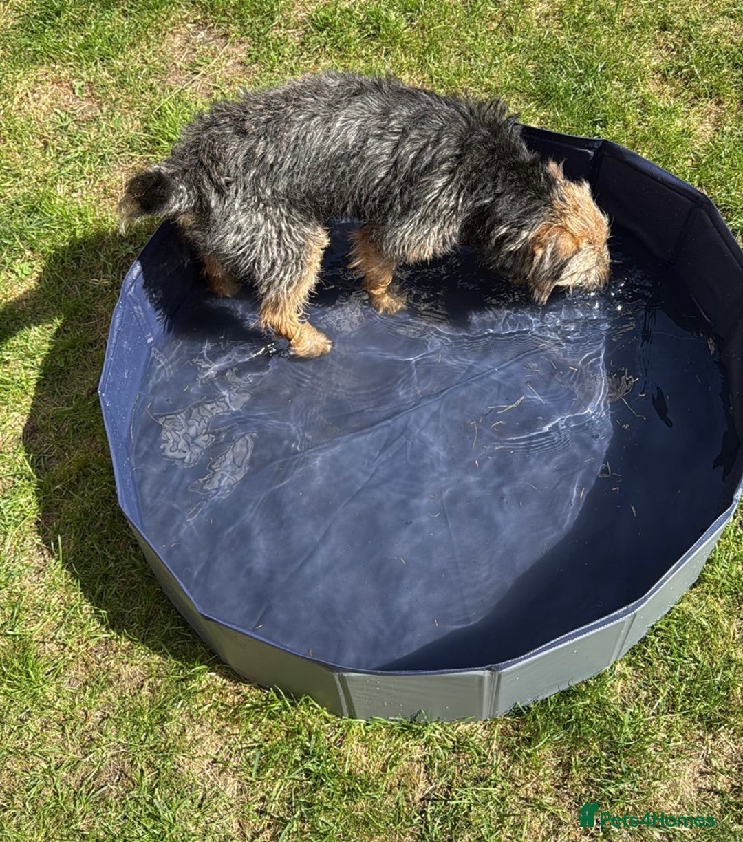 Border Terrier dogs for sale: Border Terrier puppies - Image 6