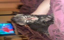 Mixed Breed cats for sale: Black Tabby kittens - Image 2