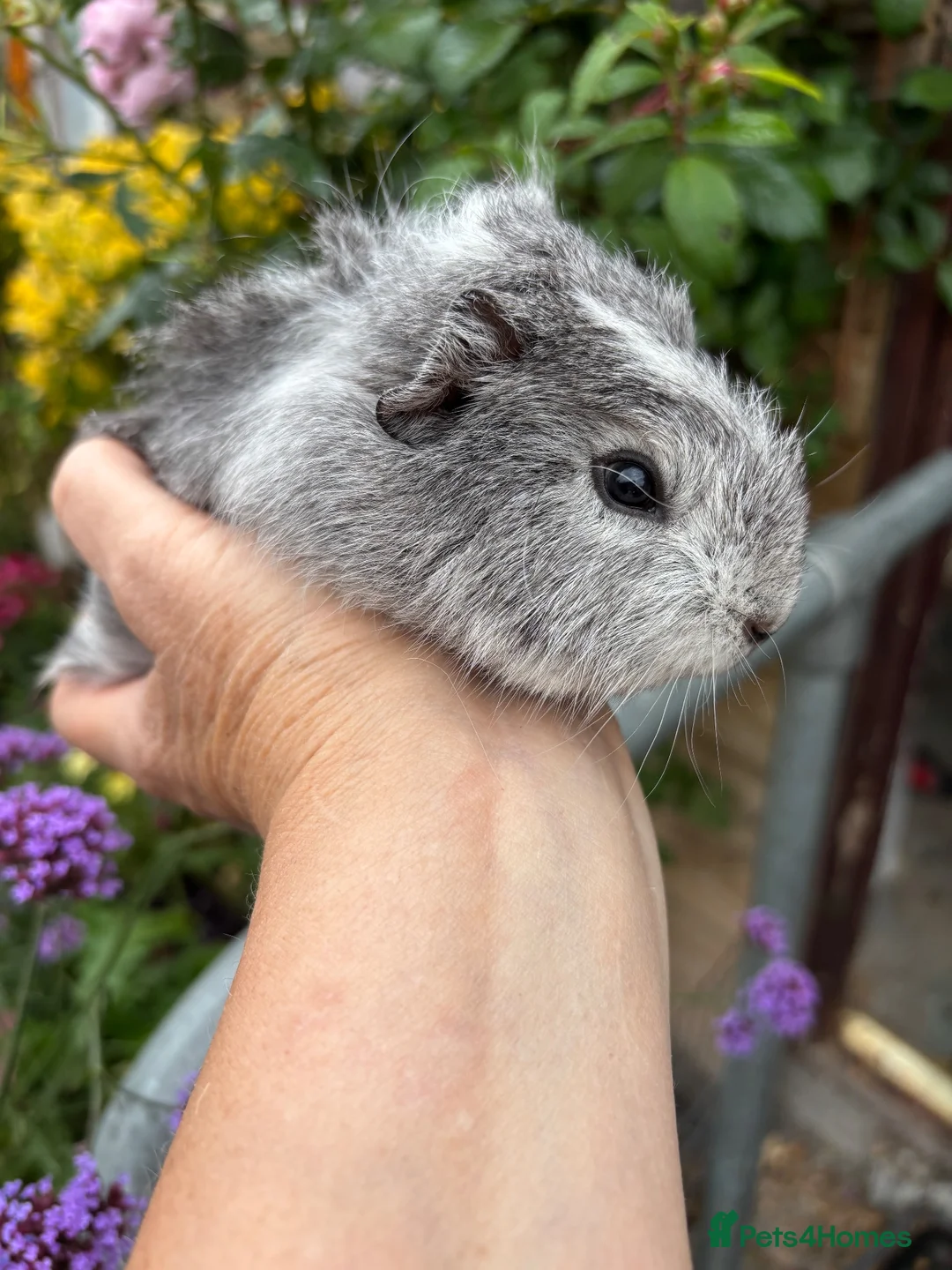 Guinea Pig rodents for sale: Gorgeous baby Guinea pigs - Advert 2