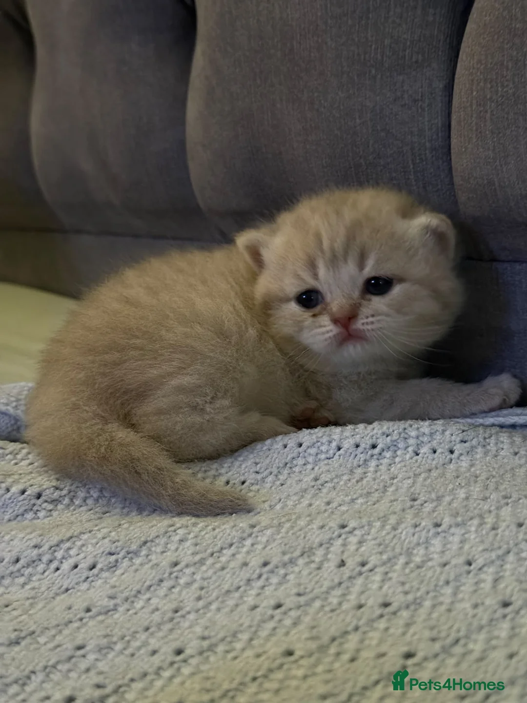 Scottish Fold cats for sale: Exceptional litter of Scottish fold/ straight😍😍 - Advert 8
