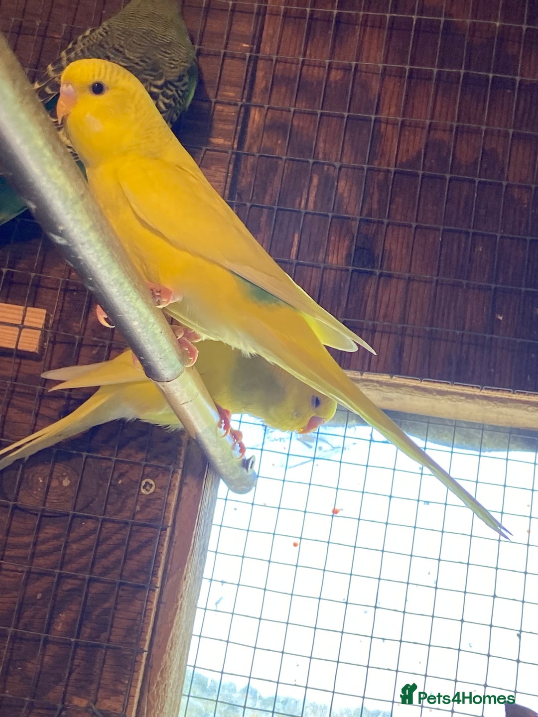 Budgerigars birds for sale: Baby budgies - Image 12