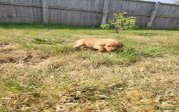 Labrador Retriever dogs for sale: Red Fox Labrador Puppies–Ready from 26th September - Image 5