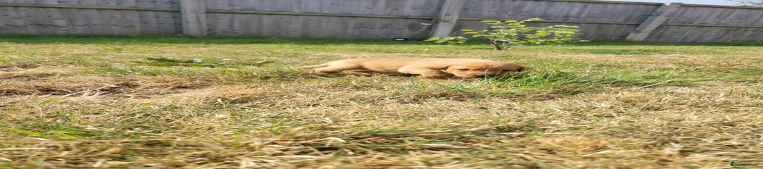 Labrador Retriever Puppy 1