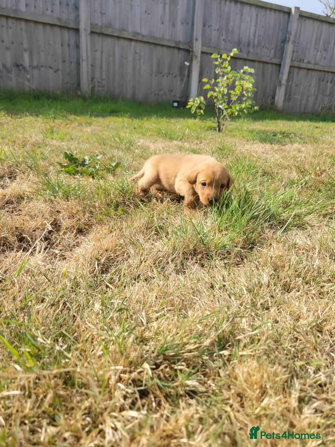 Labrador Retriever dogs for sale: Red Fox Labrador Puppies–Ready from 26th September - Image 5