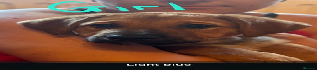 Female light blue collar