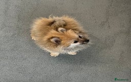 Pomeranian dogs for sale: Pomeranian  puppies  - Image 8