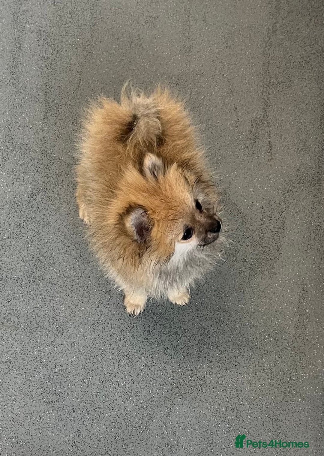Pomeranian dogs for sale: Pomeranian  puppies  - Image 8