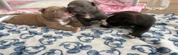 American Bully dogs for sale: 🧬 STUNNING CHUNKY POCKET BULLYS 🏆  - Advert 20