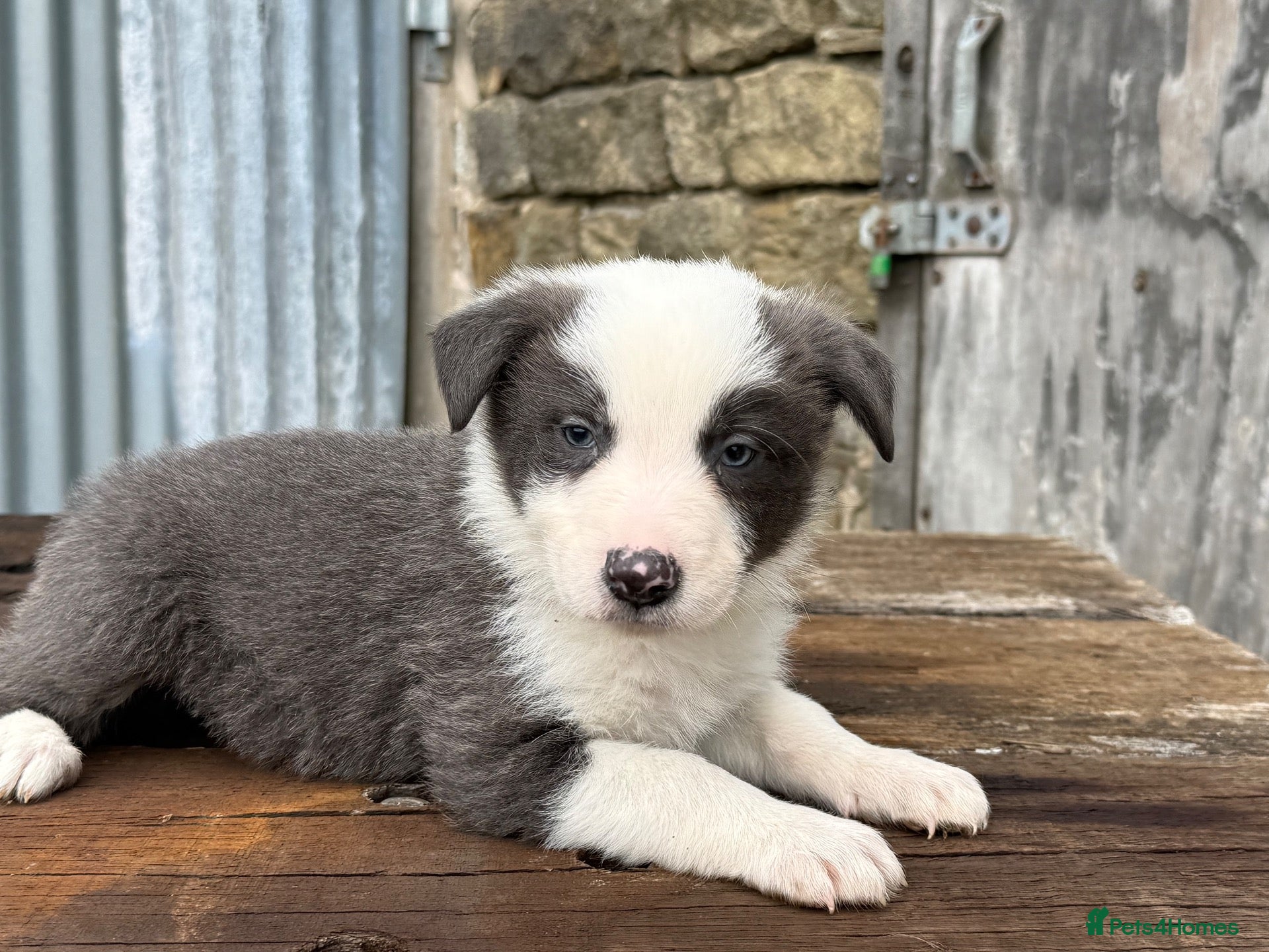 Border Collie dogs Stunning Blue & white / black & white pups - Advert 1