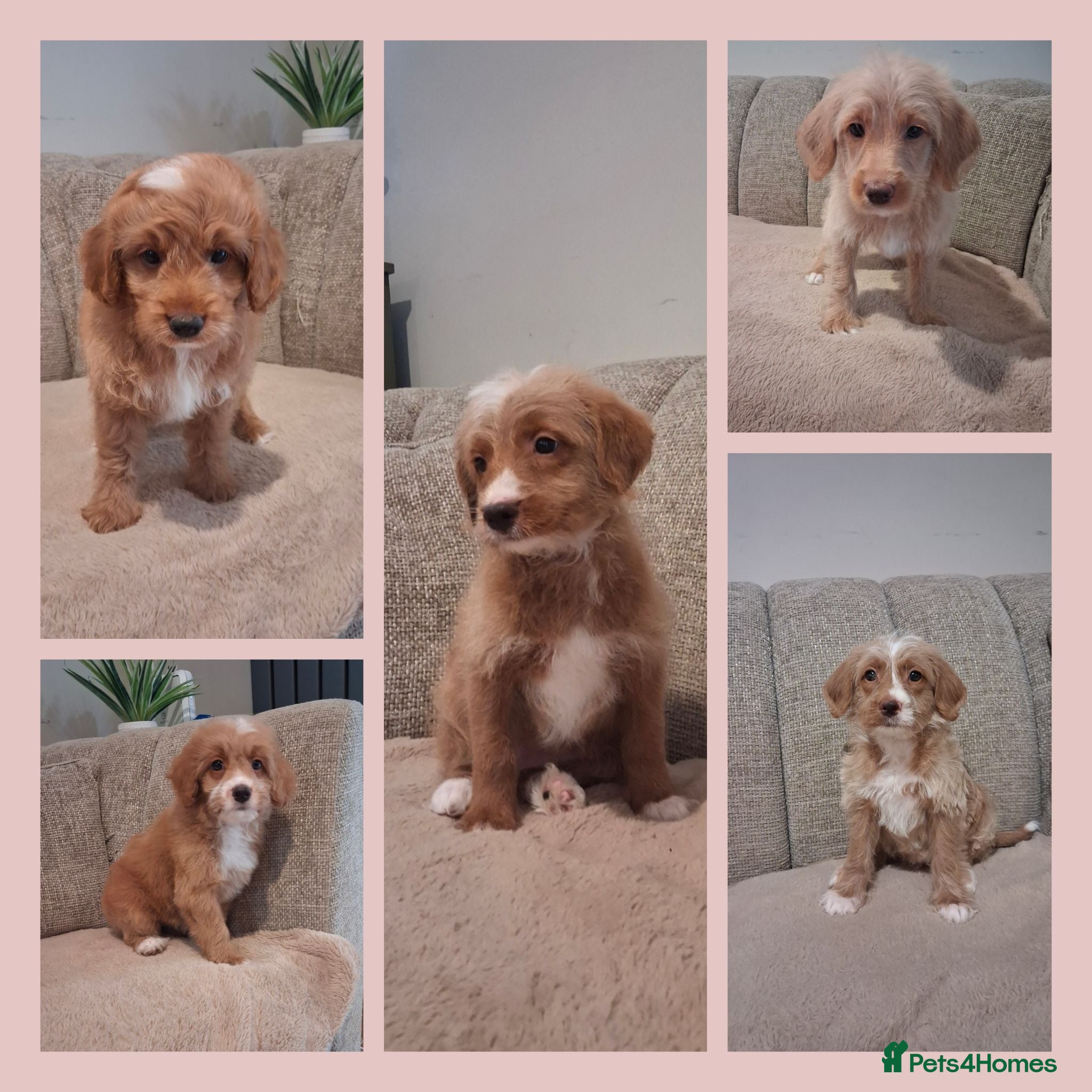 Mixed Breed dogs Miniature (Australian) Labradoodles girls - Advert 1