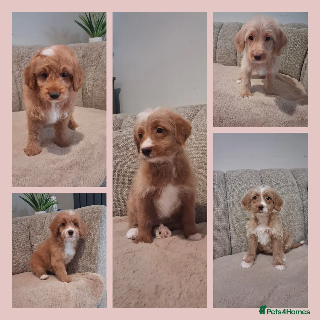 Mixed Breed dogs for sale: Miniature (Australian) Labradoodles girls - Advert 1