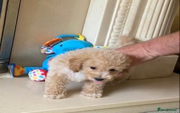 Poochon dogs for sale: Stunning Toy Poochon’s Boys - Image 5