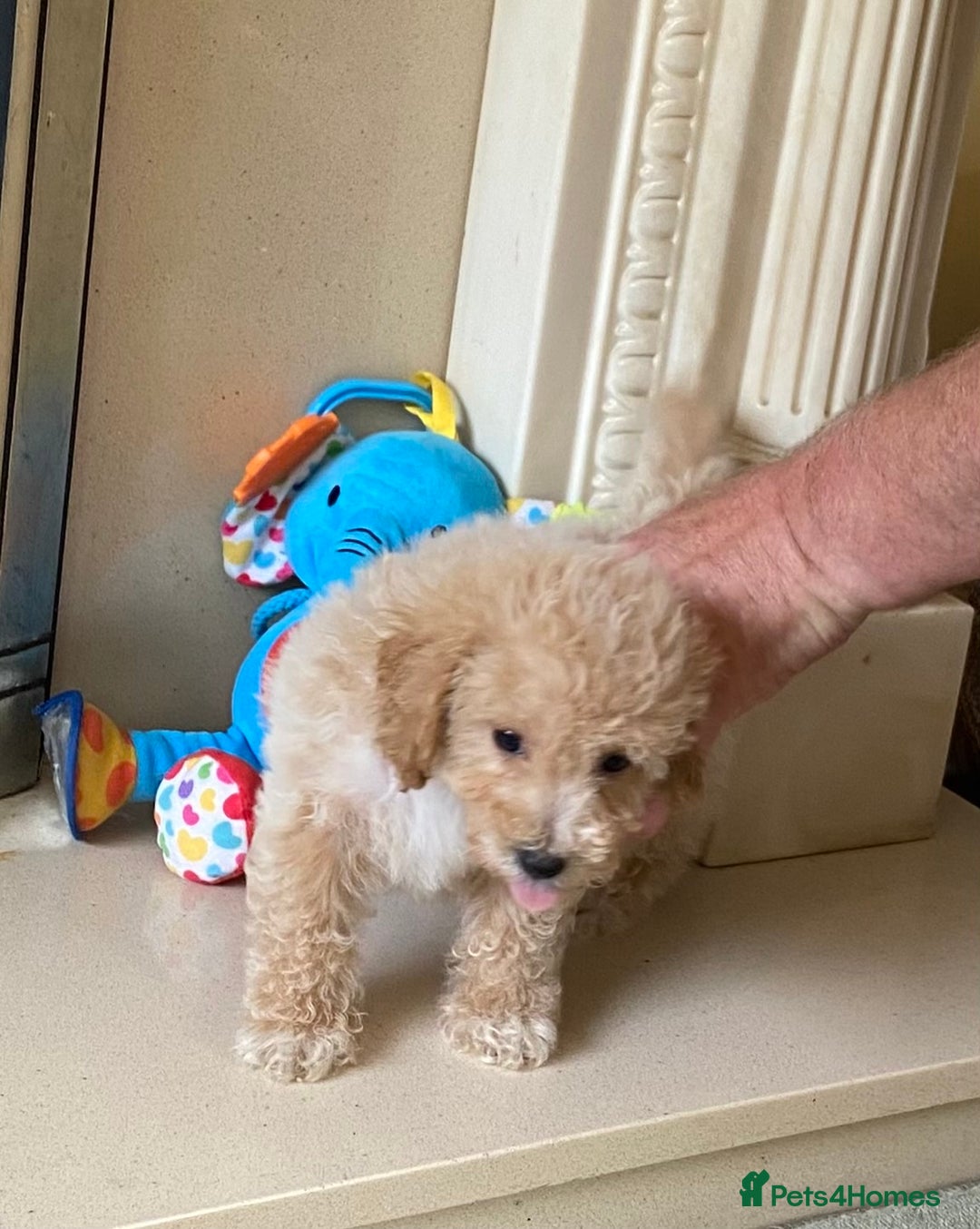Poochon dogs for sale: Stunning Toy Poochon’s Boys - Image 5