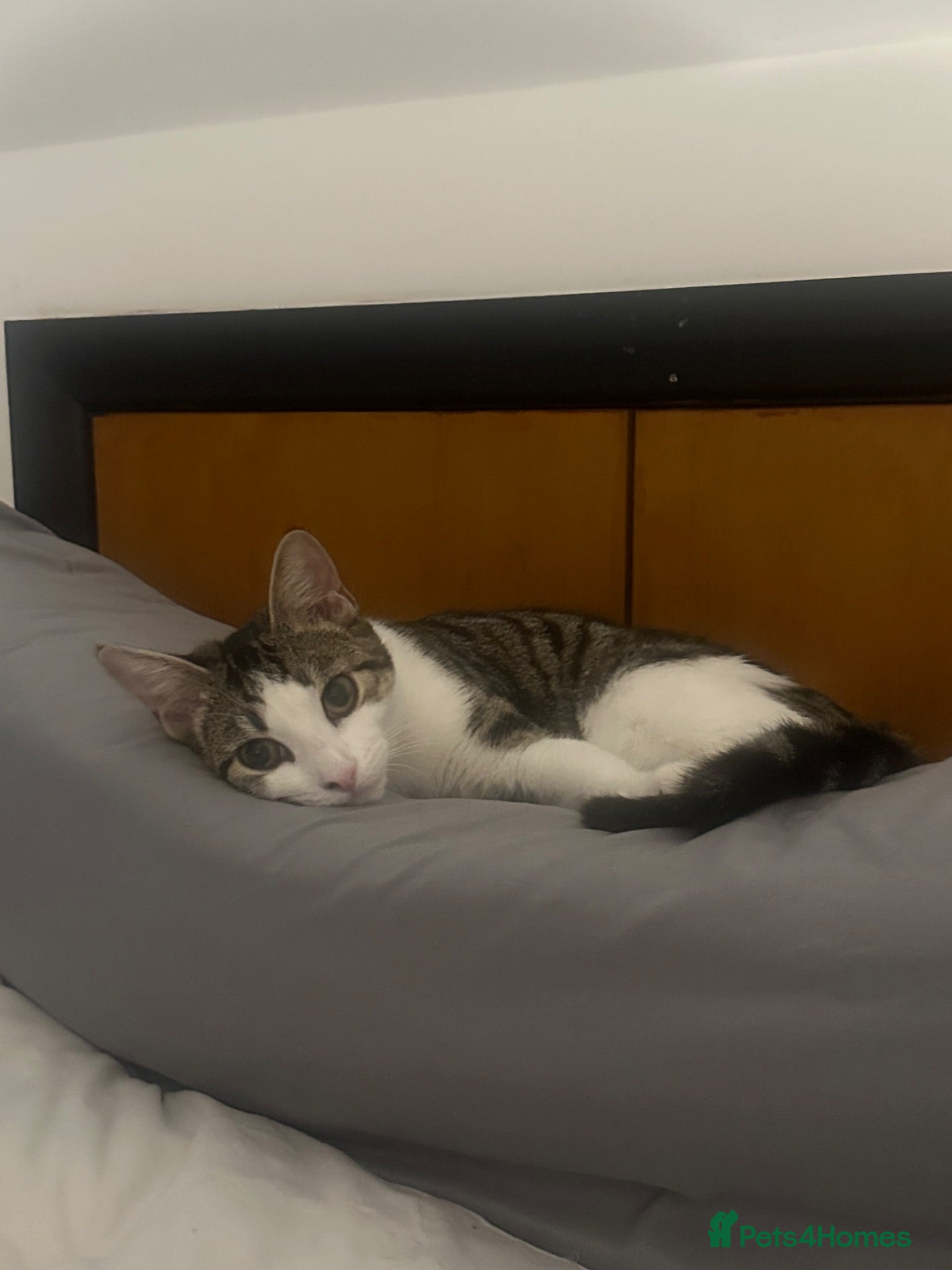 Mixed Breed cats Gorgeous Tabby & White Female Kitten - Advert 3
