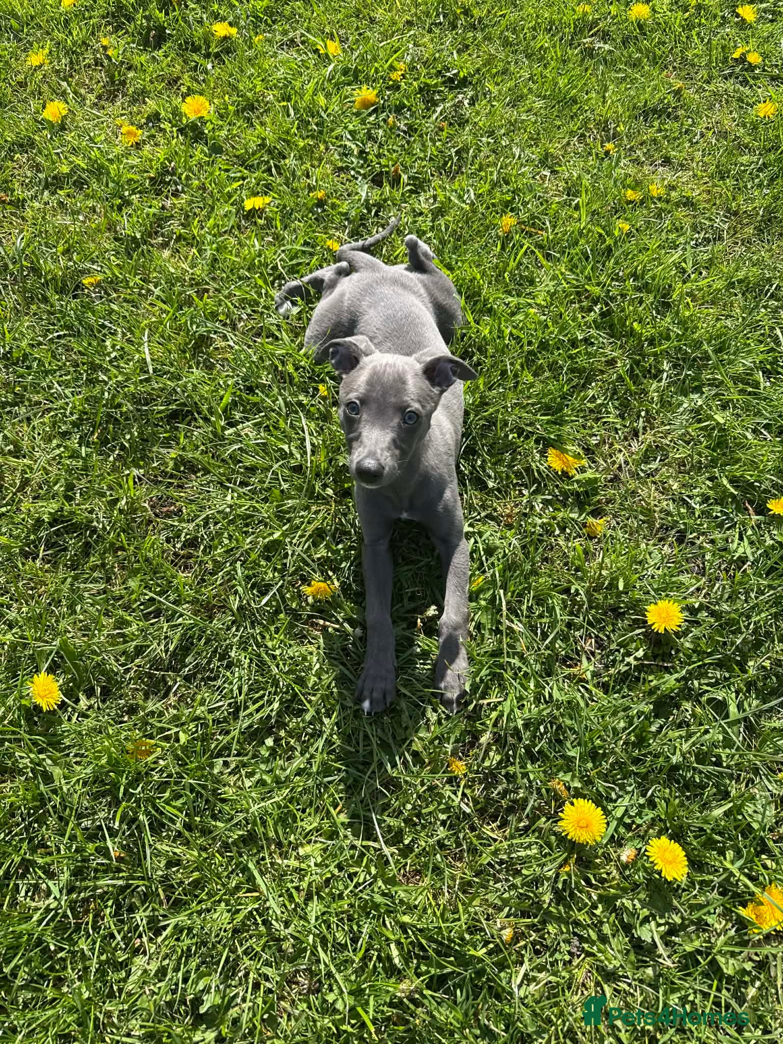 Whippet dogs Small type whippets only 2 blue girls - Advert 2