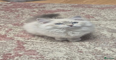 Siberian cats - Advert 3
