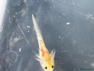 Axolotl reptiles Baby axolotl for sale - ready in 4 weeks - Advert 13