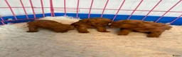 Toy Poodle dogs for sale: Beautiful Dark Red Toy Poodle Puppies - Advert 6