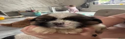 Shih Tzu dogs for sale: 3 boys 1 girl  in Heywood - Advert 14