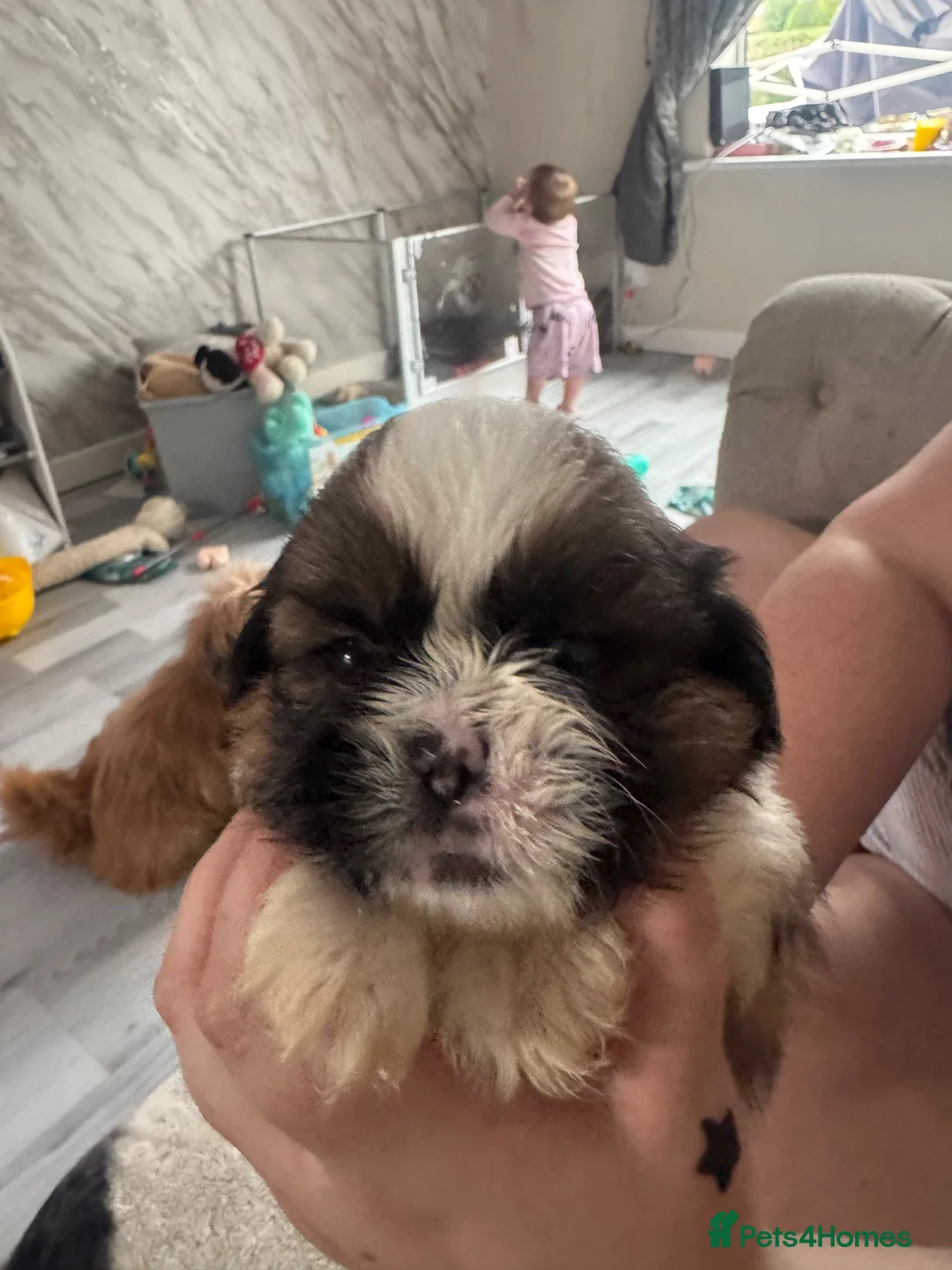 Shih Tzu dogs for sale: 3 boys 1 girl  in Heywood - Advert 14