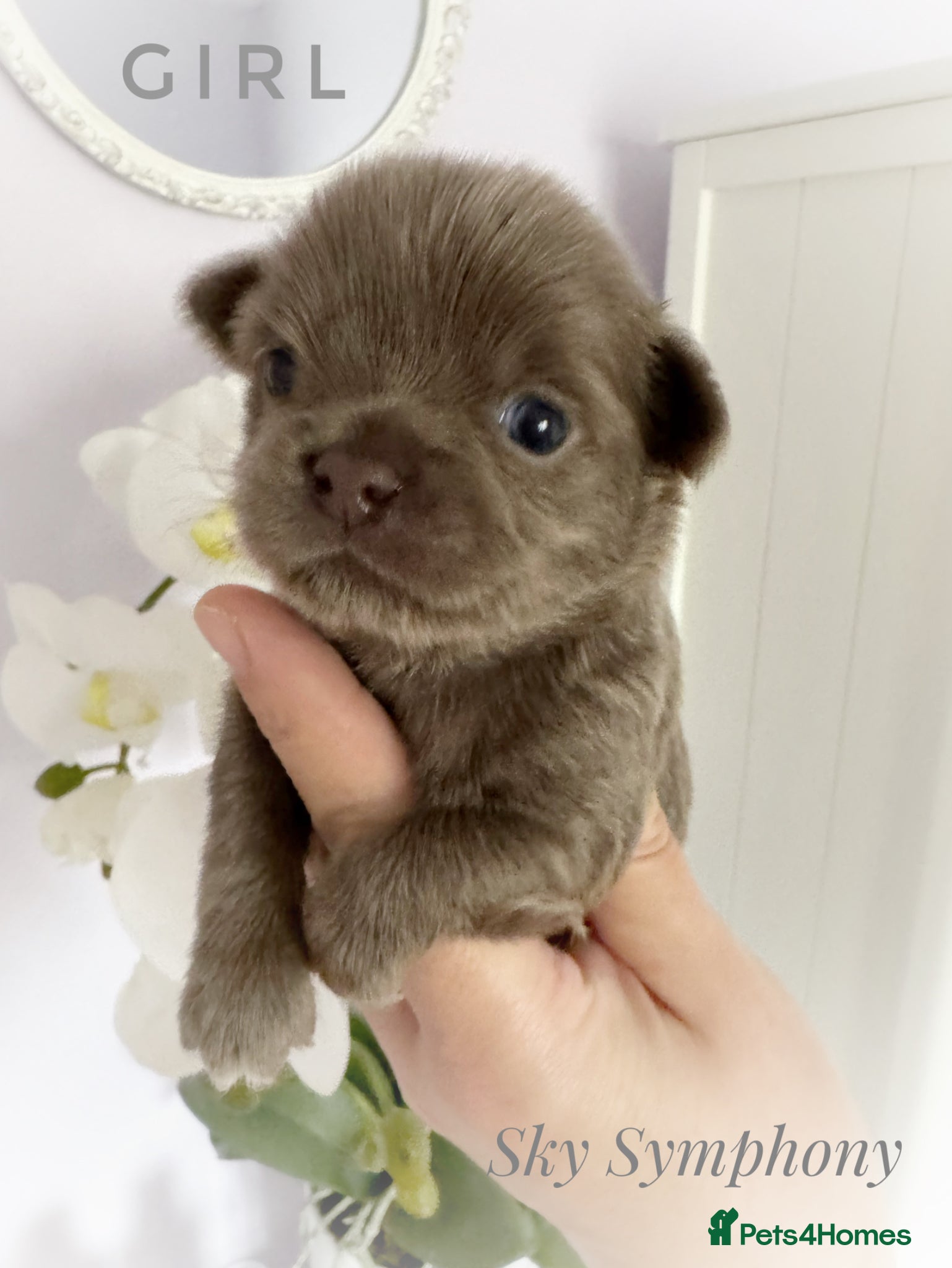 Chihuahua dogs KC chocolate and lilac long coat quality puppies  - Advert 1