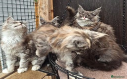 Maine Coon cats for sale: Maine coon kittens  - Image 12