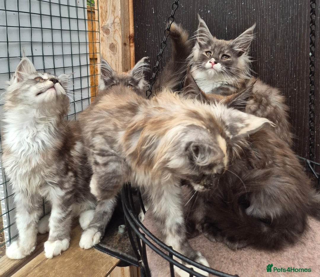 Maine Coon cats for sale: Maine coon kittens  - Image 12