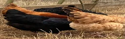 Chickens poultry for sale: Beautiful hybrid hens POL - Advert 3