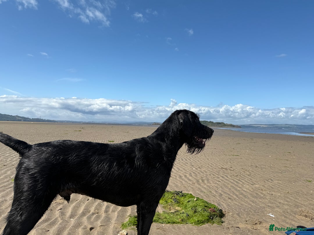 Labradoodle dogs for stud: Pedro for stud  - Advert 3