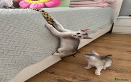 Abyssinian cats for sale: Pedigree Silver Abyssinian kittens - Image 12