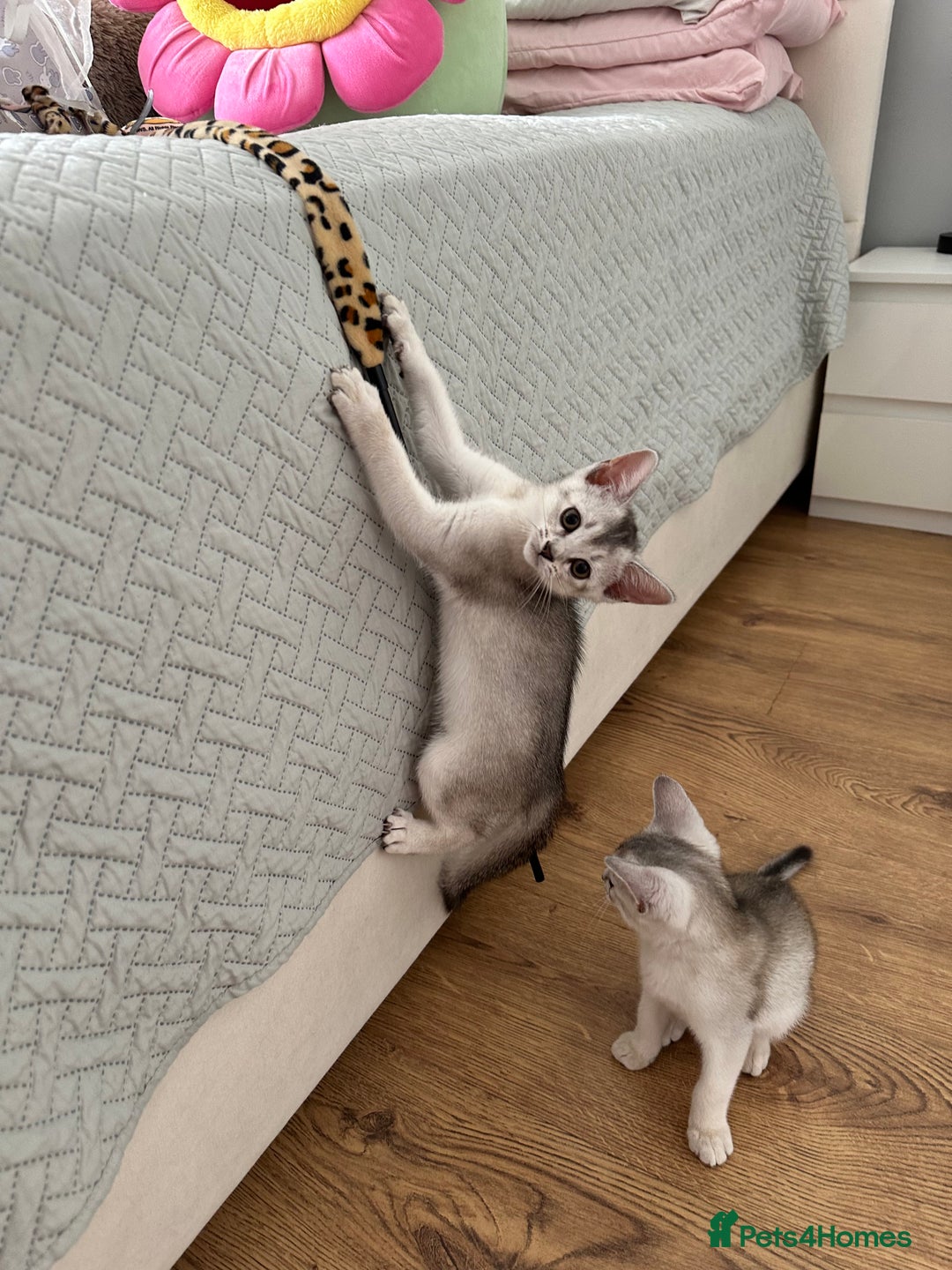 Abyssinian cats for sale: Pedigree Silver Abyssinian kittens - Image 12
