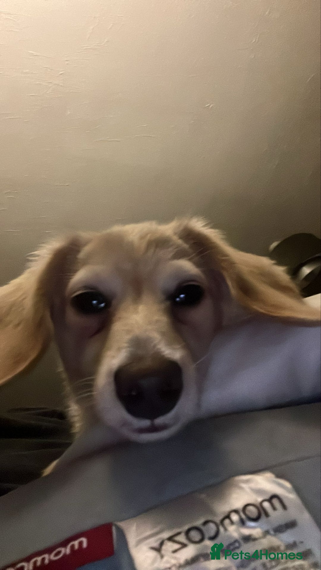 Miniature Dachshund dogs for sale: 2 miniature daschunds for sale  - Image 5