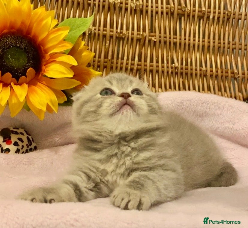 Scottish Fold cats 🧸QUALITY TICA REG FAWN SCOTTISH/BSH 😻🧸 - Advert 6