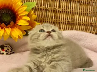 Scottish Fold cats 🧸QUALITY TICA REG FAWN SCOTTISH/BSH 😻🧸 - Advert 4