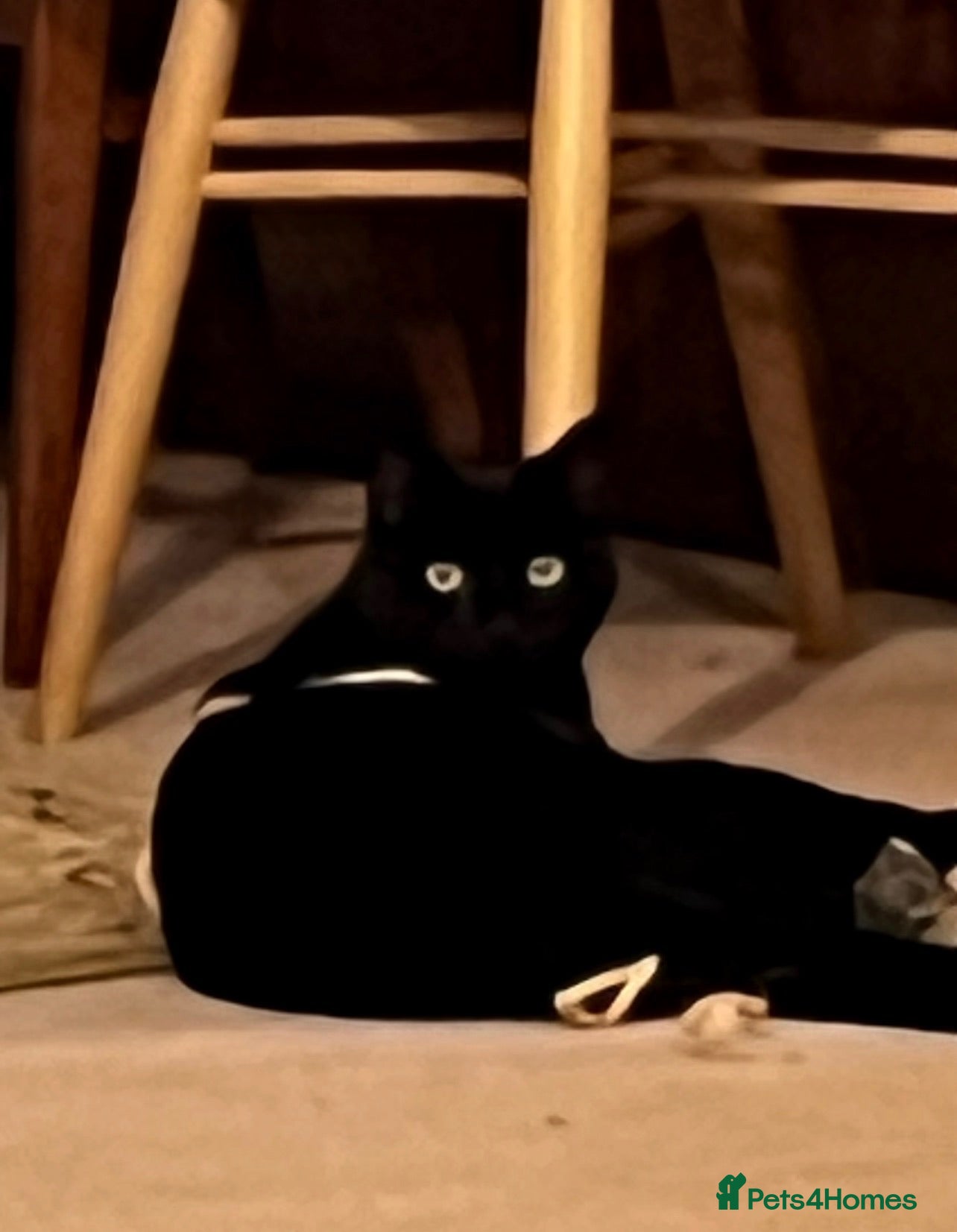 Domestic Shorthair cats Looking for a new home after bereavement  - Advert 1