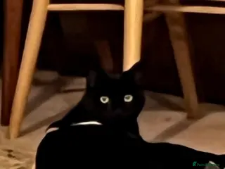 Domestic Shorthair cats Looking for a new home after bereavement - Advert 1